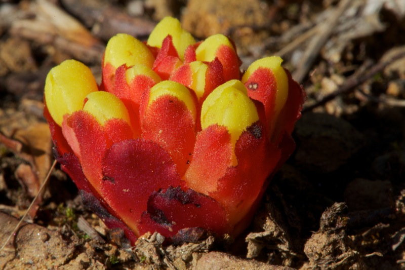 Cytinus hypocistis / Ipocisto giallo